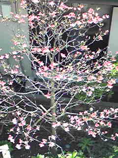 Image435.jpg
