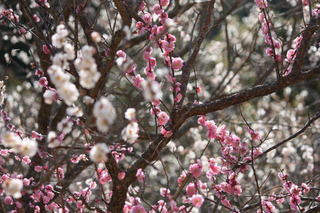 image/sotto-voce-2009-02-19T10:02:45-5.JPG