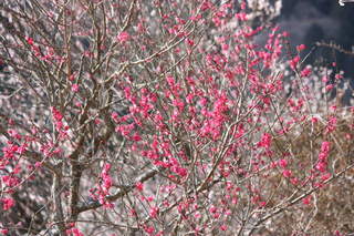 image/sotto-voce-2009-02-19T10:02:45-6.JPG