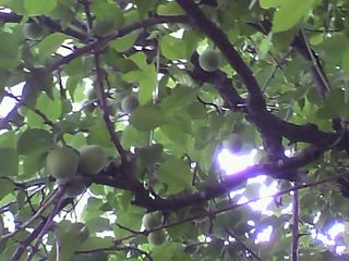 11-05-25_002.jpg